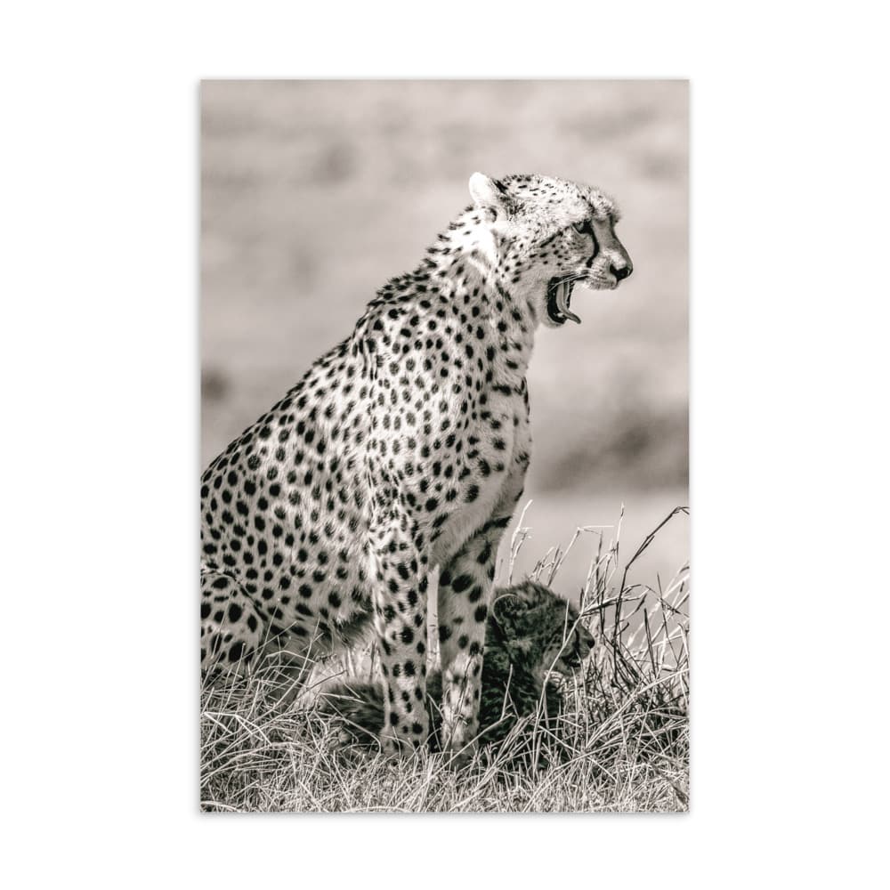 ‘Cheetah and Cub’ standard postcard