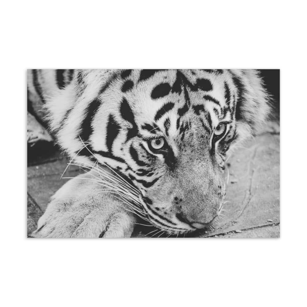 'Melancholy Tiger' standard postcard 1