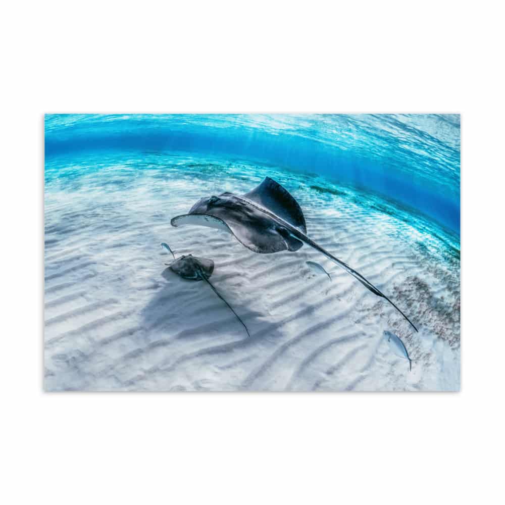 ‘Rays Skating By’ standard postcard