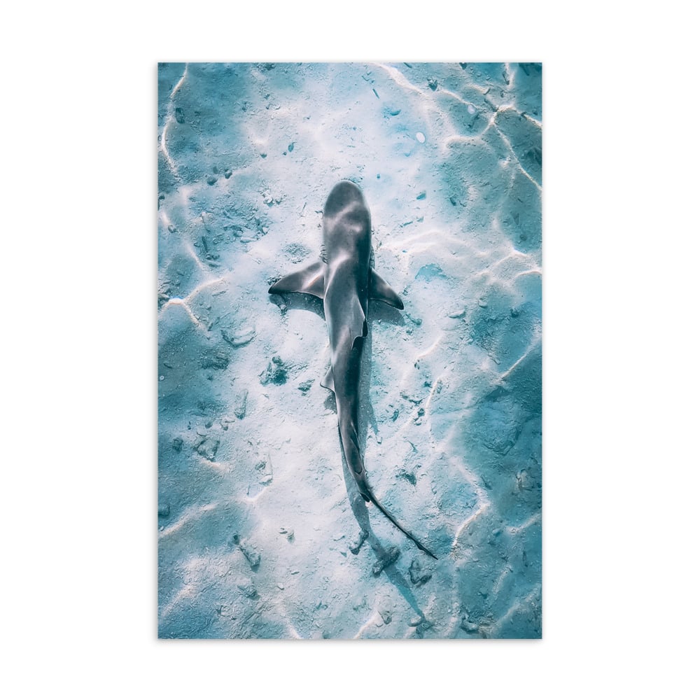 ‘Shark’ standard postcard