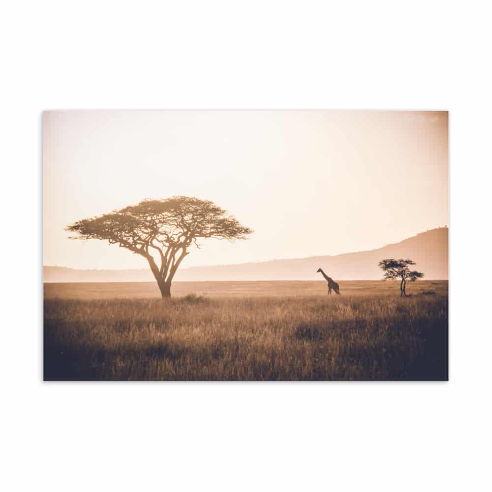 ‘Giraffe Standing’ standard postcard